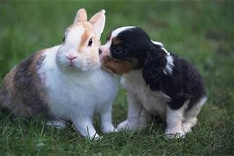 迷花意思 兔和狗合嗎